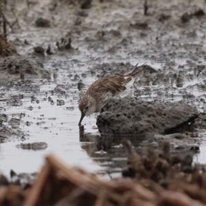 Calidris fuscicollis at suppressed - suppressed