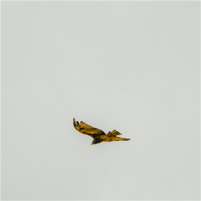 Lophoictinia isura (Square-tailed Kite) at Orangeville, NSW - 3 Feb 2025 by belleandjason