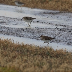 Calidris melanotos (Pectoral Sandpiper) at Point Wilson, VIC - 5 Jan 2025 by Liam.m