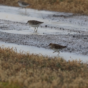 Calidris melanotos at Point Wilson, VIC - 6 Jan 2025 09:19 AM