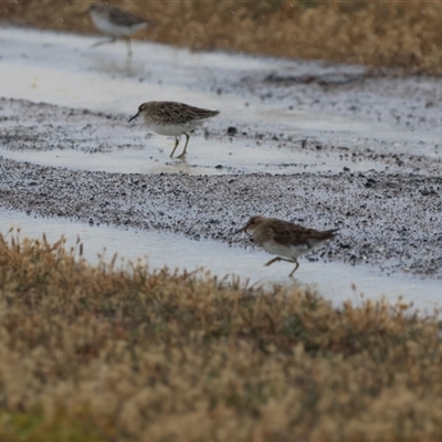 Calidris melanotos (Pectoral Sandpiper) at Point Wilson, VIC - 5 Jan 2025 by Liam.m