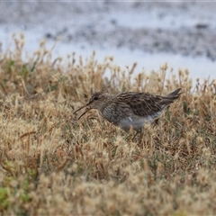 Calidris melanotos at Point Wilson, VIC - 6 Jan 2025 09:19 AM