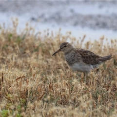 Calidris melanotos at Point Wilson, VIC - 6 Jan 2025 09:19 AM