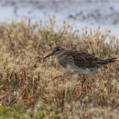 Calidris melanotos at Point Wilson, VIC - 6 Jan 2025 09:19 AM