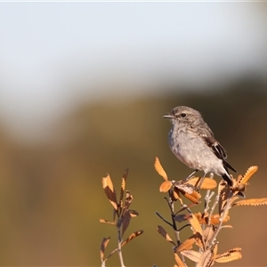 Melanodryas cucullata cucullata (Hooded Robin) at Little Desert, VIC by Liam.m