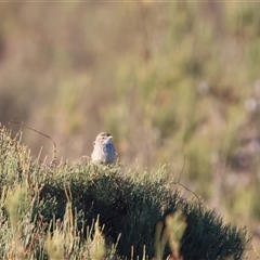 Calamanthus campestris (Rufous Fieldwren) at Little Desert, VIC - 7 Jan 2025 by Liam.m