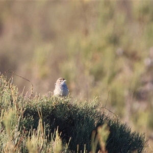 Calamanthus campestris (Rufous Fieldwren) at Little Desert, VIC by Liam.m