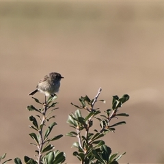 Acanthiza iredalei (Slender-billed Thornbill) at Little Desert, VIC - 6 Jan 2025 by Liam.m