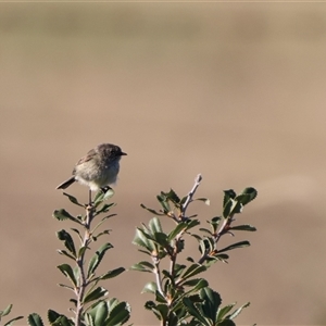 Acanthiza iredalei at Little Desert, VIC - 7 Jan 2025 07:30 AM