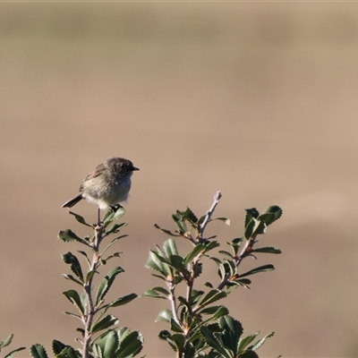 Acanthiza iredalei (Slender-billed Thornbill) at Little Desert, VIC - 6 Jan 2025 by Liam.m