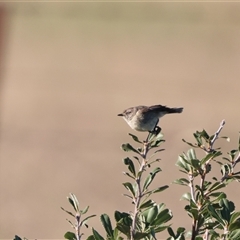 Acanthiza iredalei at Little Desert, VIC - 7 Jan 2025 07:30 AM