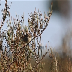 Acanthiza iredalei at Little Desert, VIC - 7 Jan 2025 07:30 AM