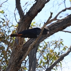 Calyptorhynchus banksii graptogyne (South-eastern Red-tailed Black Cockatoo) by Liam.m