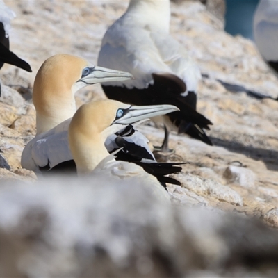 Morus capensis (Cape Gannet) at Portland, VIC - 7 Jan 2025 by Liam.m