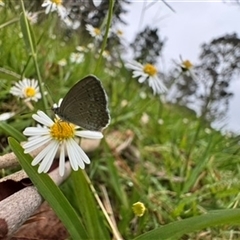 Zizina otis (Common Grass-Blue) at Mittagong, NSW - 30 Jan 2025 by Span102