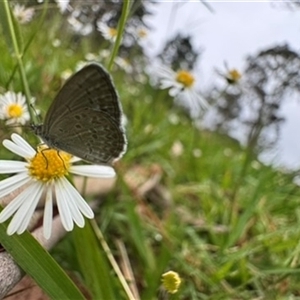 Zizina otis at Mittagong, NSW - suppressed