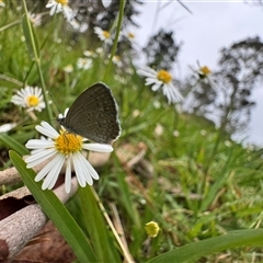 Zizina otis at Mittagong, NSW - suppressed