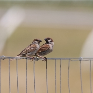 Passer montanus (Eurasian Tree Sparrow) at Caulfield East, VIC by Liam.m