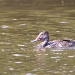 Stictonetta naevosa (Freckled Duck) by Liam.m