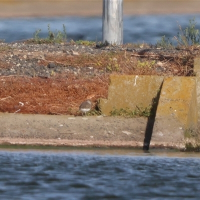 Actitis hypoleucos (Common Sandpiper) at Pakenham, VIC - 8 Jan 2025 by Liam.m