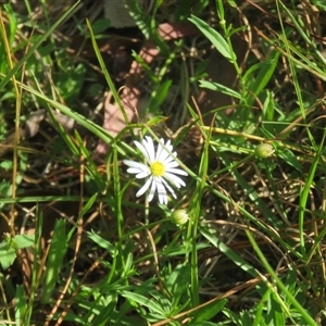 Brachyscome mittagongensis at Mittagong, NSW by Span102