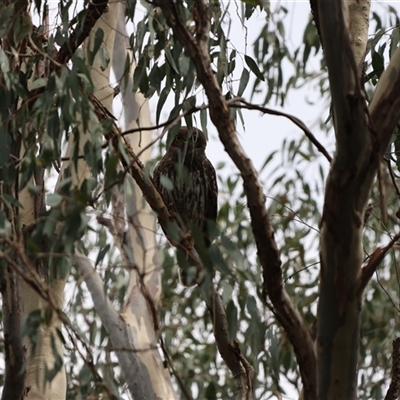 Ninox connivens (Barking Owl) at Wangaratta, VIC - 9 Jan 2025 by Liam.m