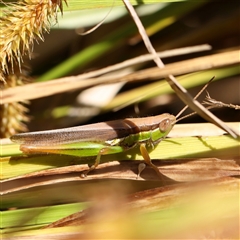 Bermius brachycerus (A grasshopper) at O'Connor, ACT - 17 Jan 2025 by ConBoekel