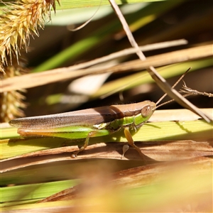 Bermius brachycerus at O'Connor, ACT by ConBoekel