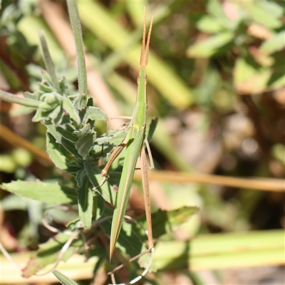 Acrida conica (Giant green slantface) at O'Connor, ACT - 17 Jan 2025 by ConBoekel