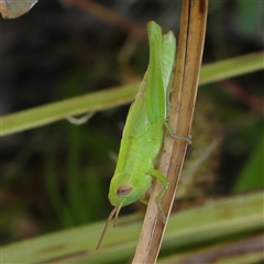 Bermius brachycerus at O'Connor, ACT - 17 Jan 2025 by ConBoekel