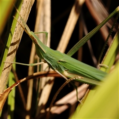 Acrida conica (Giant green slantface) at O'Connor, ACT - 17 Jan 2025 by ConBoekel