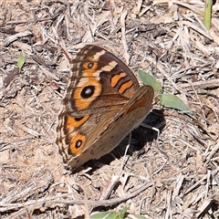 Junonia villida (Meadow Argus) at O'Connor, ACT - 17 Jan 2025 by ConBoekel