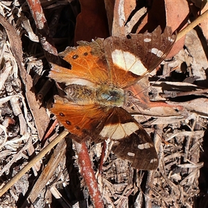 Vanessa itea (Yellow Admiral) at Bruce, ACT by ConBoekel