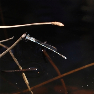 Unidentified Damselfly (Zygoptera) at Bruce, ACT by ConBoekel