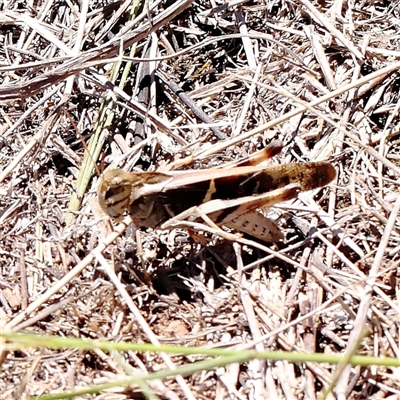 Gastrimargus musicus (Yellow-winged Locust or Grasshopper) at O'Connor, ACT - 17 Jan 2025 by ConBoekel