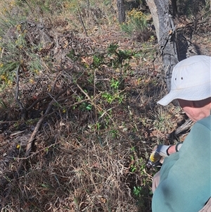 Pyracantha sp. at Watson, ACT - Yesterday 10:15 AM