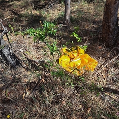 Pyracantha sp. at Watson, ACT - Yesterday 10:15 AM