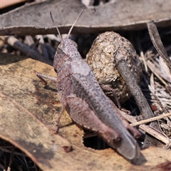 Cirphula pyrrhocnemis (Variable Cirphula) at O'Connor, ACT - 17 Jan 2025 by ConBoekel