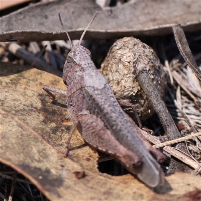 Cirphula pyrrhocnemis (Variable Cirphula) at O'Connor, ACT - 17 Jan 2025 by ConBoekel