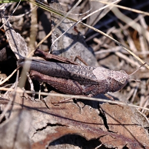 Cirphula pyrrhocnemis at O'Connor, ACT - 17 Jan 2025 12:25 PM