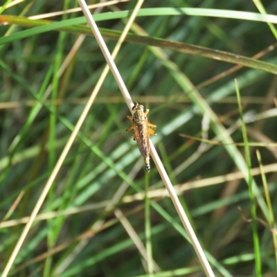 Asilidae (family) at Mittagong, NSW - 24 Jan 2025 by Span102