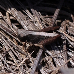 Unidentified Grasshopper (several families) at O'Connor, ACT - 17 Jan 2025 by ConBoekel