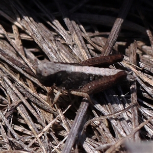 Unidentified Grasshopper (several families) at O'Connor, ACT by ConBoekel