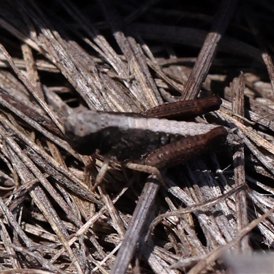 Unidentified Grasshopper (several families) at O'Connor, ACT - 17 Jan 2025 by ConBoekel