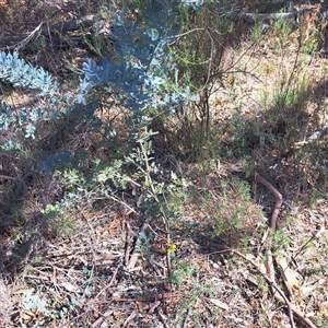 Acacia baileyana at Watson, ACT - 3 Feb 2025 10:27 AM