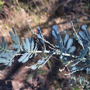 Acacia baileyana at Watson, ACT - 3 Feb 2025 10:27 AM