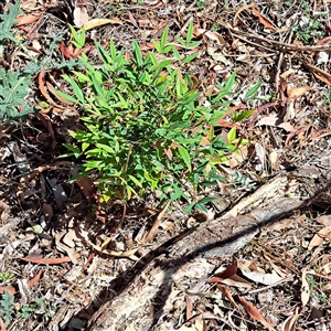 Nandina domestica at Watson, ACT - 3 Feb 2025 10:43 AM