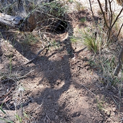 Oryctolagus cuniculus (European Rabbit) at Watson, ACT - 3 Feb 2025 by abread111