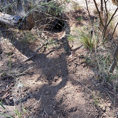 Oryctolagus cuniculus (European Rabbit) at Watson, ACT - 3 Feb 2025 by abread111