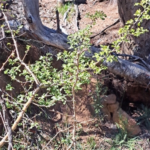 Crataegus monogyna at Watson, ACT - 3 Feb 2025 10:51 AM